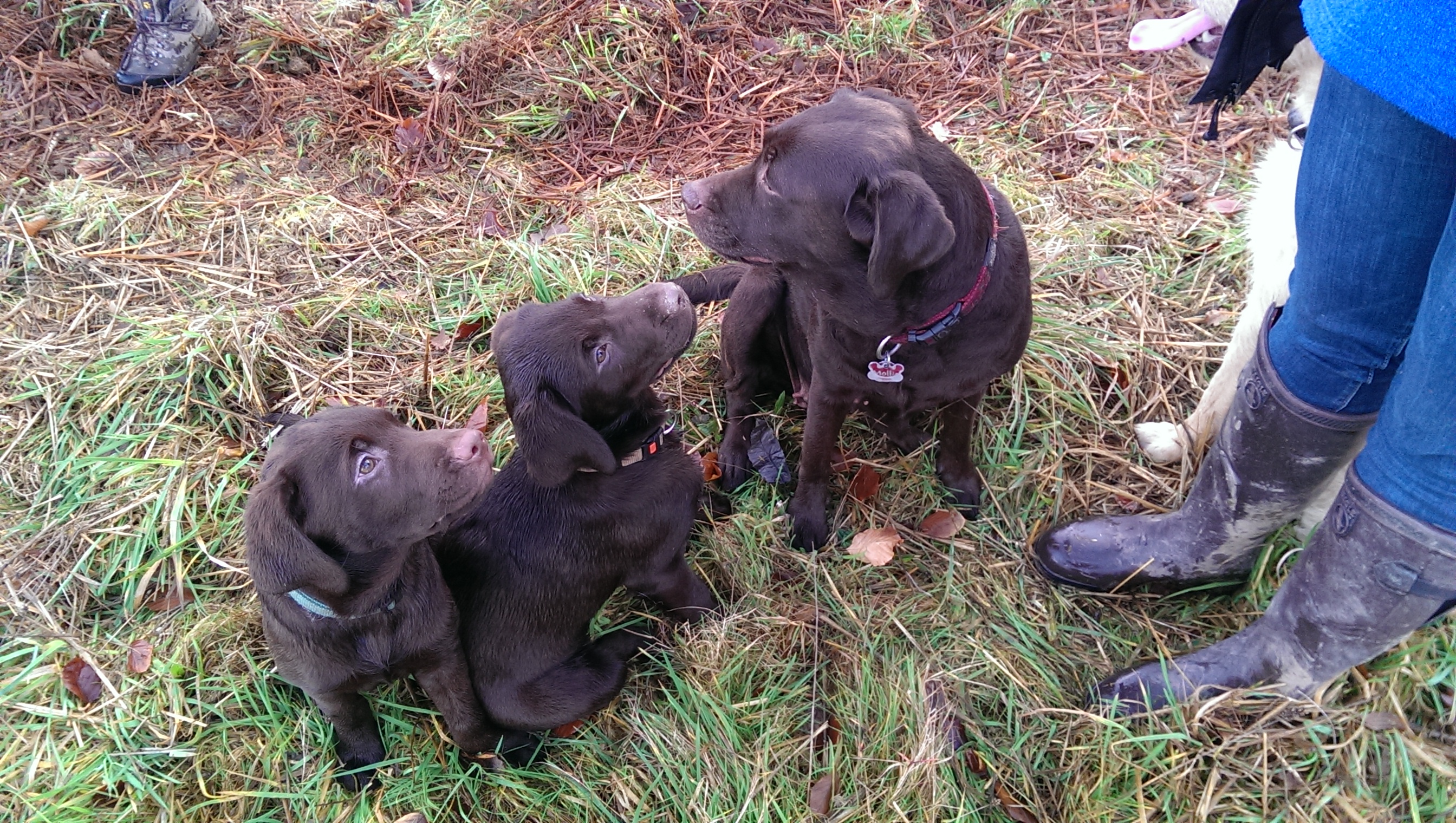 Dino, Myla und Mollie