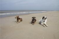 Bredene Mai 2010